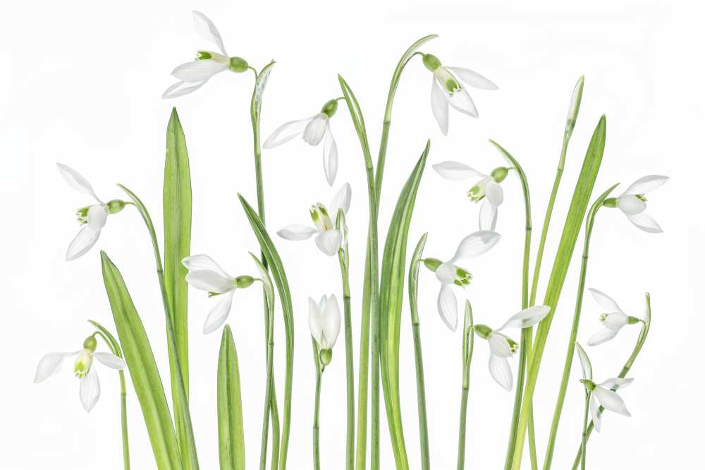 First Snowdrops from Mandy Disher