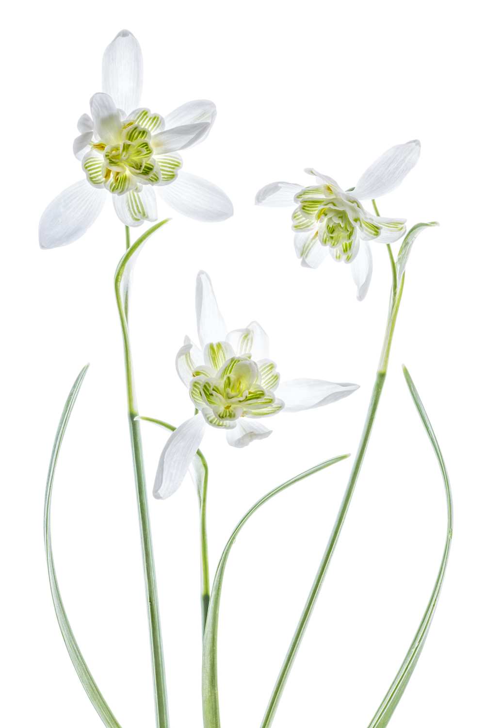 Galanthus Flore Pleno from Mandy Disher