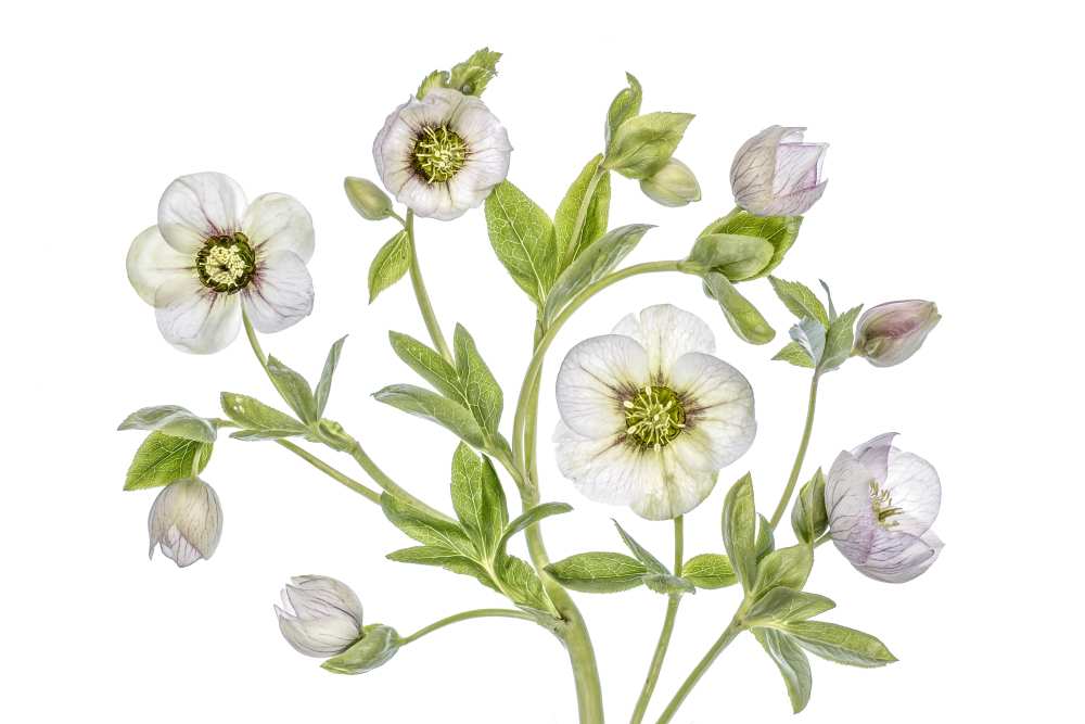 Hellebore from Mandy Disher