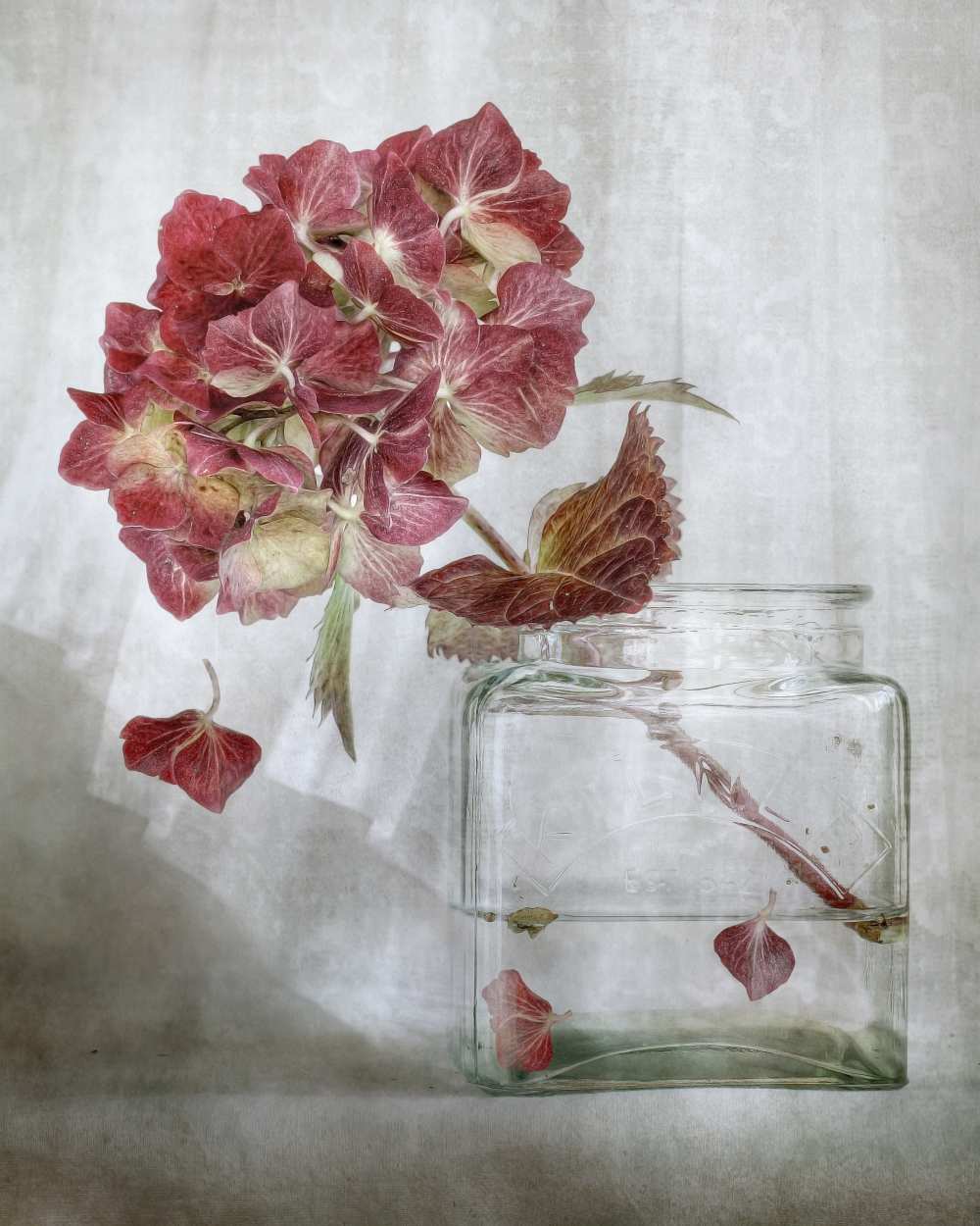 Hydrangea from Mandy Disher