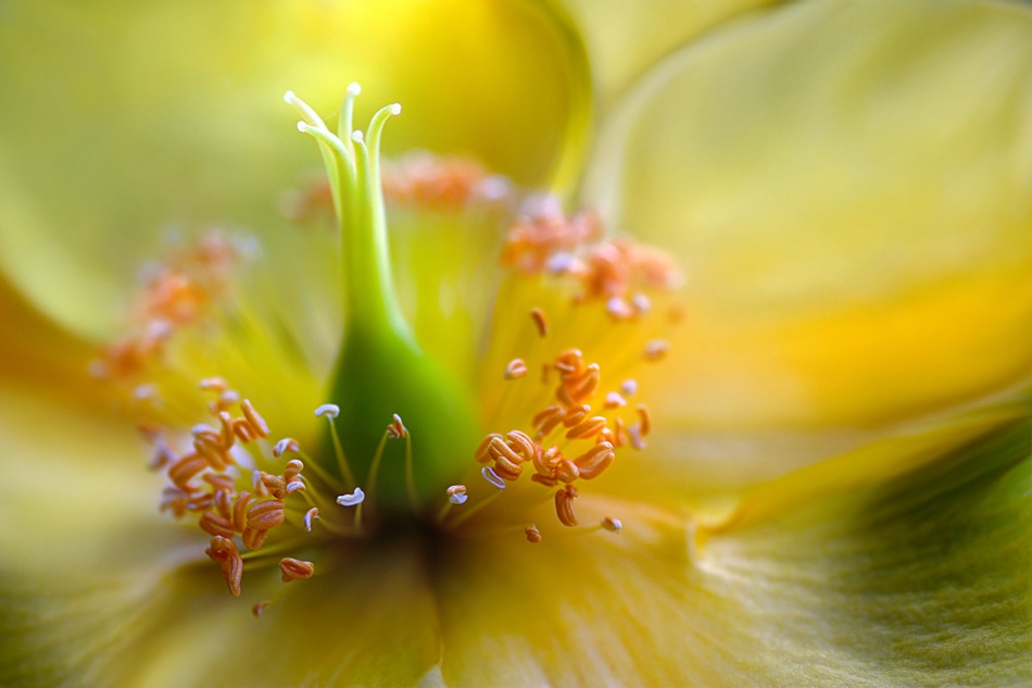 Hypericum from Mandy Disher