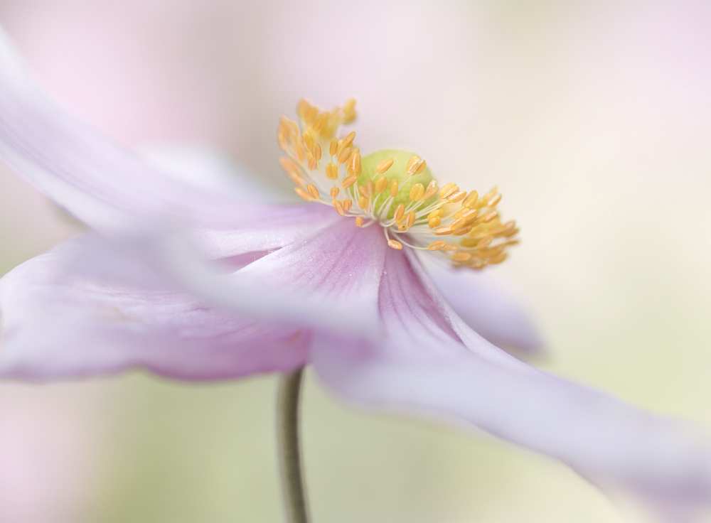 Japanese Anemone from Mandy Disher