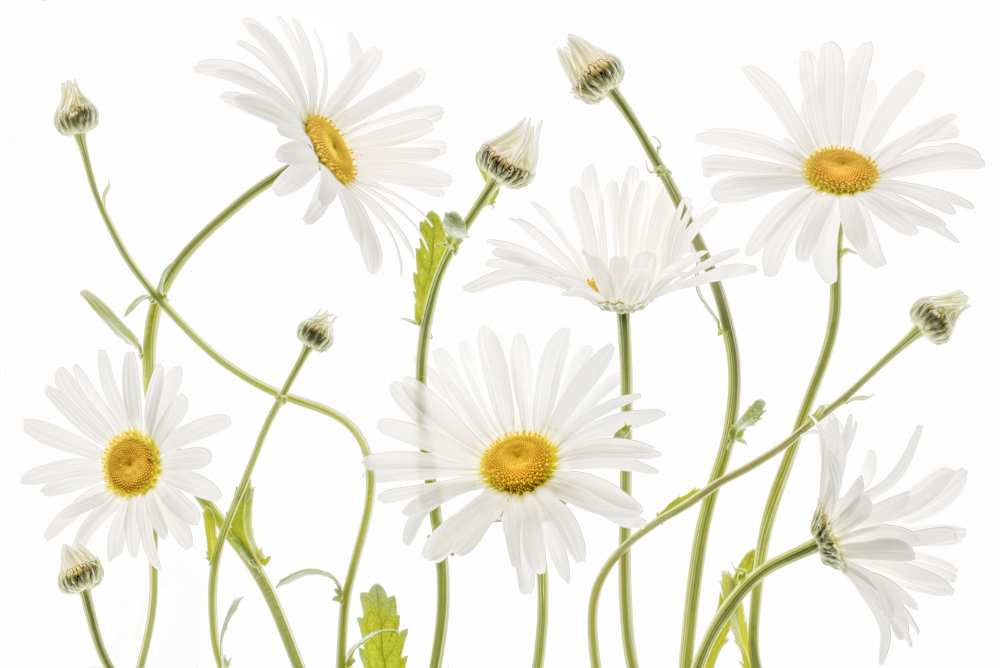 Ox eye Daisies from Mandy Disher