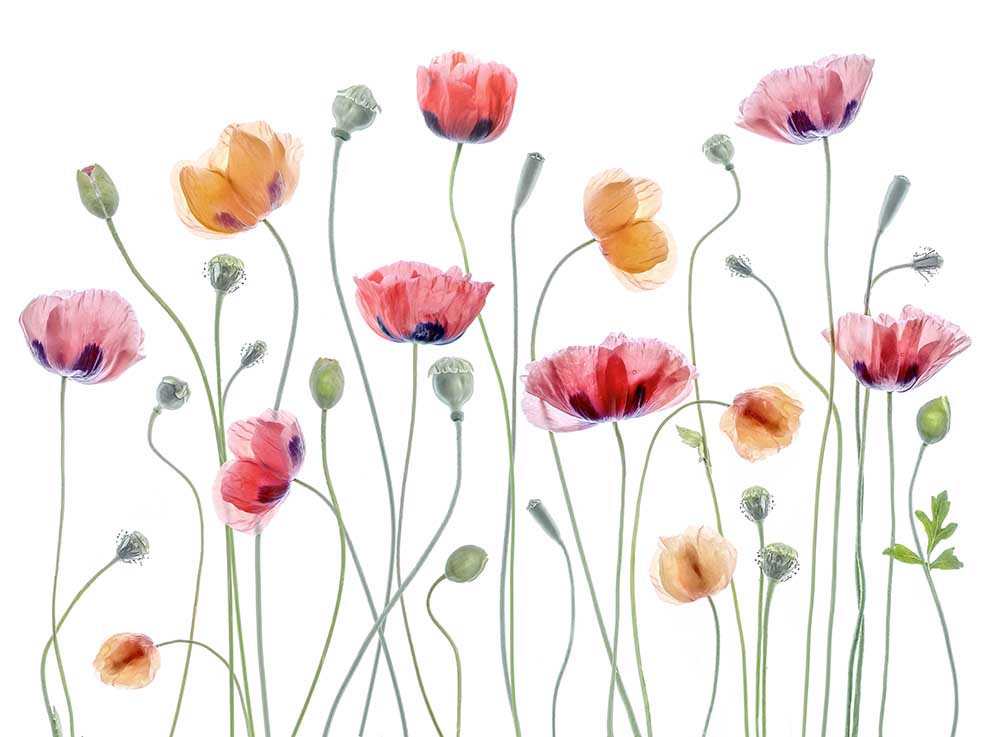 Papaver party from Mandy Disher