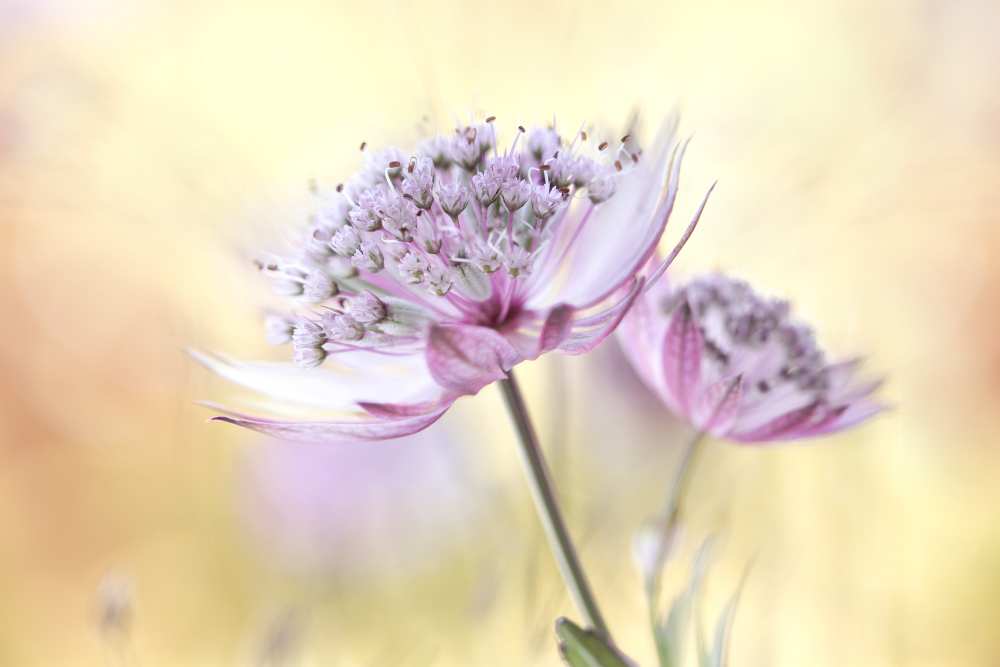 Pink Astrantia from Mandy Disher