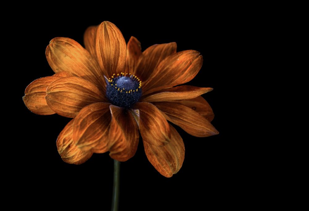 Rudbeckia from Mandy Disher