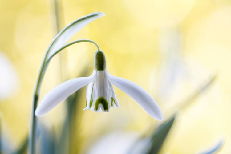 Snowdrops from Mandy Disher