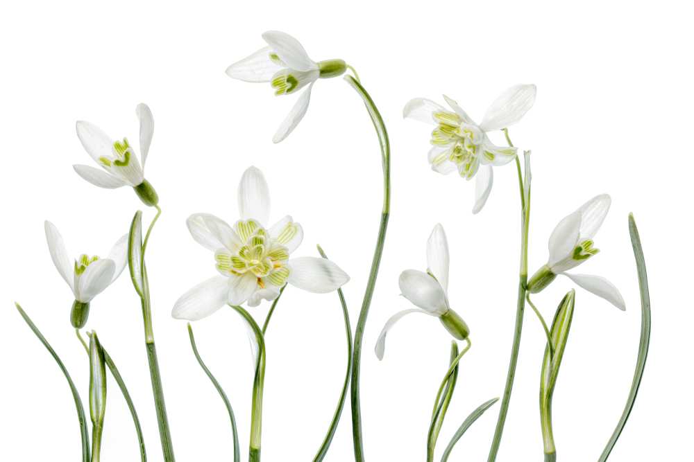 Spring Snowdrops from Mandy Disher
