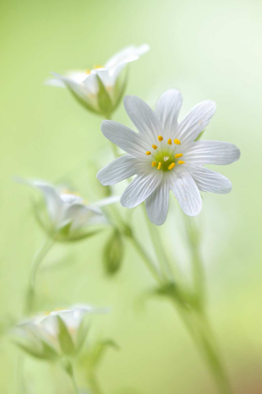Spring sparkle from Mandy Disher