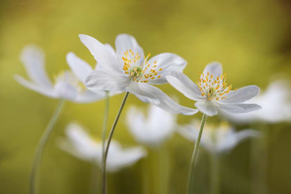 Wood Anemones from Mandy Disher
