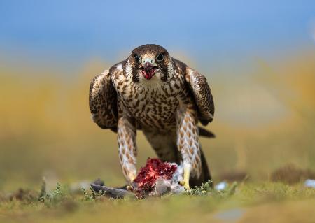 falcon posing head on with a kill