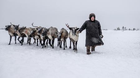 Arkadij and his reindeers