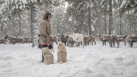 Jigorij, dogs and the herd