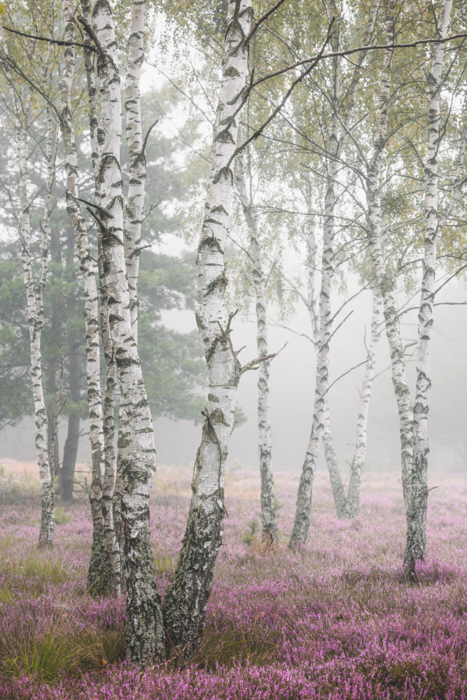 Birches in the mist from Marcin Pietraszko