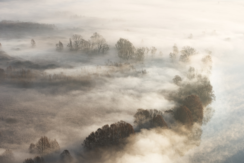 Trees in the fog from Marco Galimberti