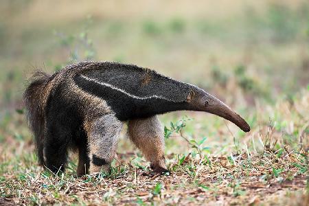 Anteater in action