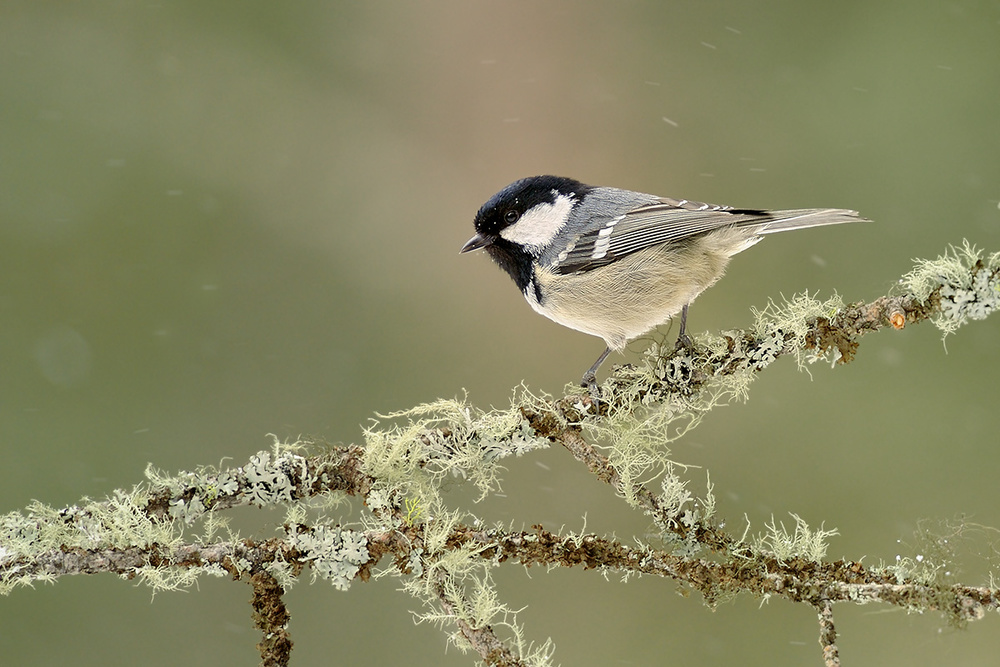 Winter coal tit from Marco Pozzi