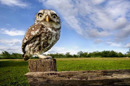 Little owl \ wide angle