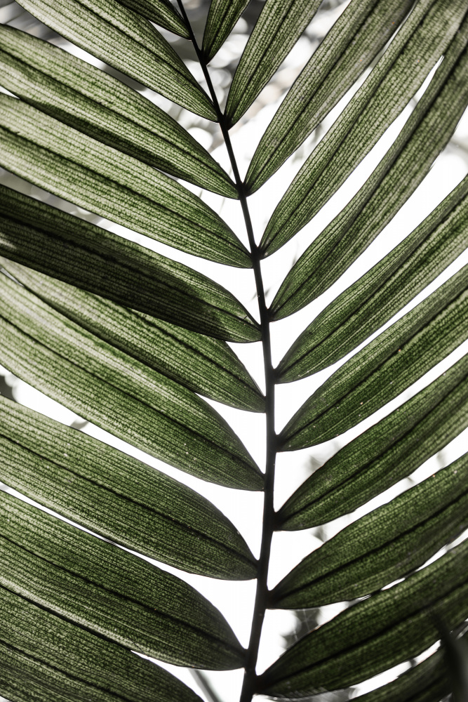 Palm Leaves 24 from Mareike Böhmer