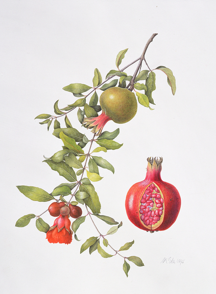 Pomegranate from Margaret Ann  Eden