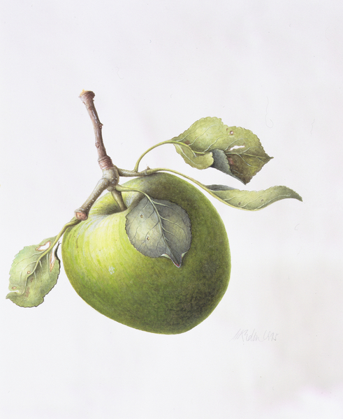 Bramley Apple from Margaret Ann  Eden