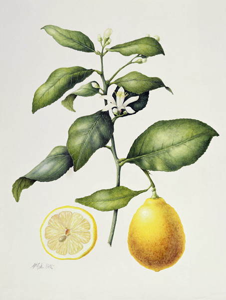 Citrus Limon, 1995 (w/c on paper)  from Margaret Ann  Eden
