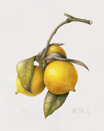 Citrus Bergamot