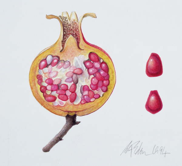 Cut Pomegranate from Margaret Ann  Eden