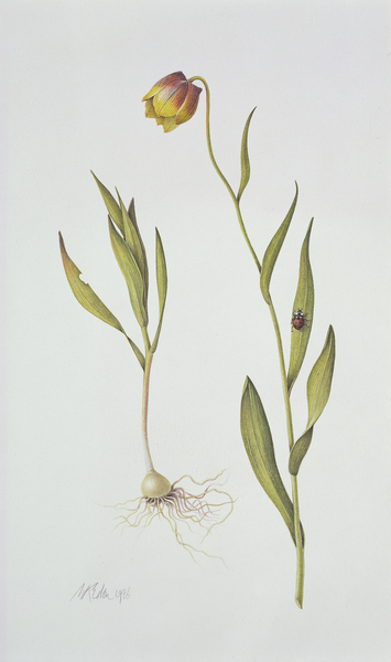 Fritillaria Michailovsky from Margaret Ann  Eden