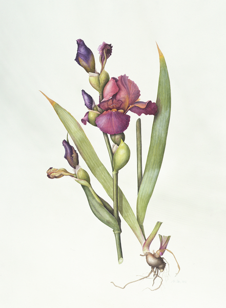Iris from Margaret Ann  Eden