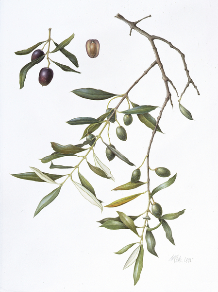 Olive from Margaret Ann  Eden