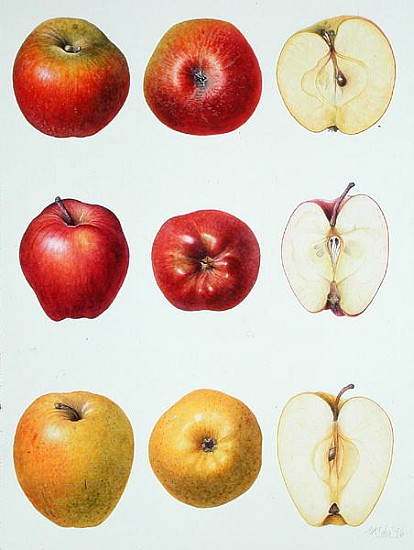 Six Apples, 1996 (w/c on paper)  from Margaret Ann  Eden