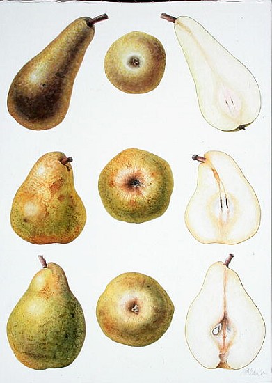 Six Pears, 1994 (w/c on paper)  from Margaret Ann  Eden