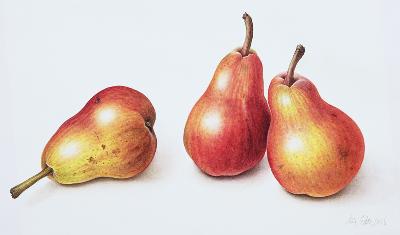 Red Pears, 1996 (w/c on paper) 