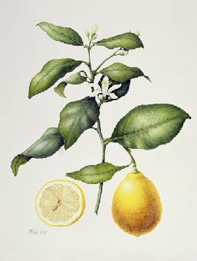 Citrus Limon, 1995 (w/c on paper) 