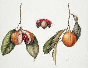 Nutmeg (Myristica fragrans) 2004 (w/c on paper) 