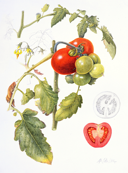 Tomatoes from Margaret Ann  Eden