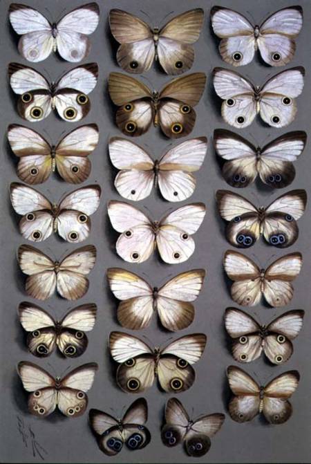Papuan Butterflies 2 from Marian Ellis Rowan