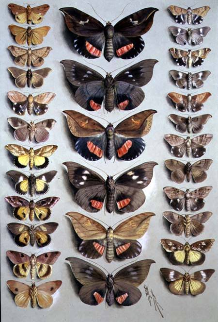 Papuan Moths from Marian Ellis Rowan