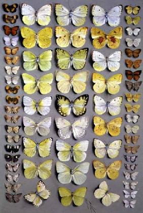 Papuan Butterflies 1