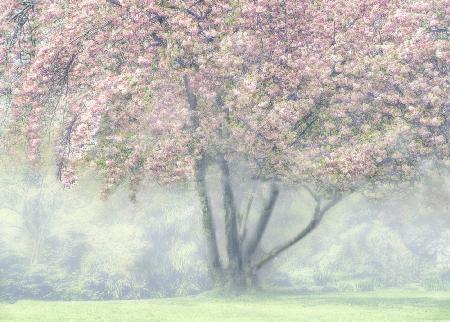 Foggy Cherry Blossom