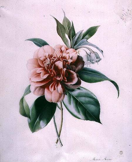 Camellia from Marie-Anne