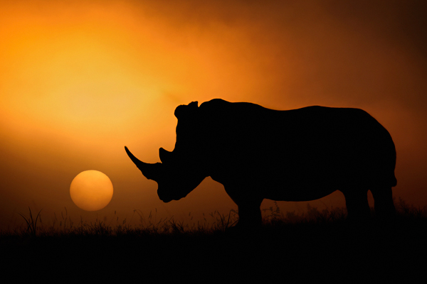 Rhino Sunrise from Mario Moreno