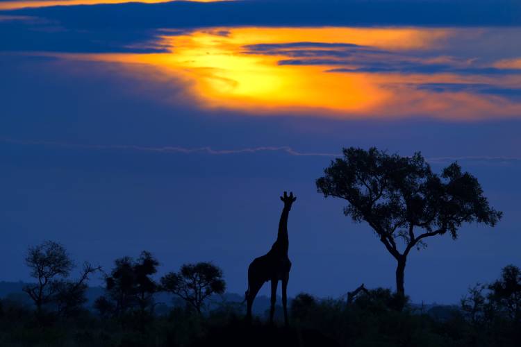 A Giraffe at Sunset from Mario Moreno