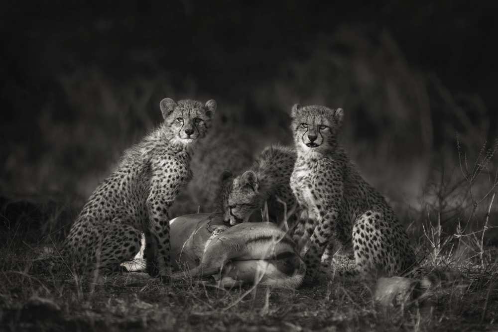 Cheetah Cubs from Mario Moreno