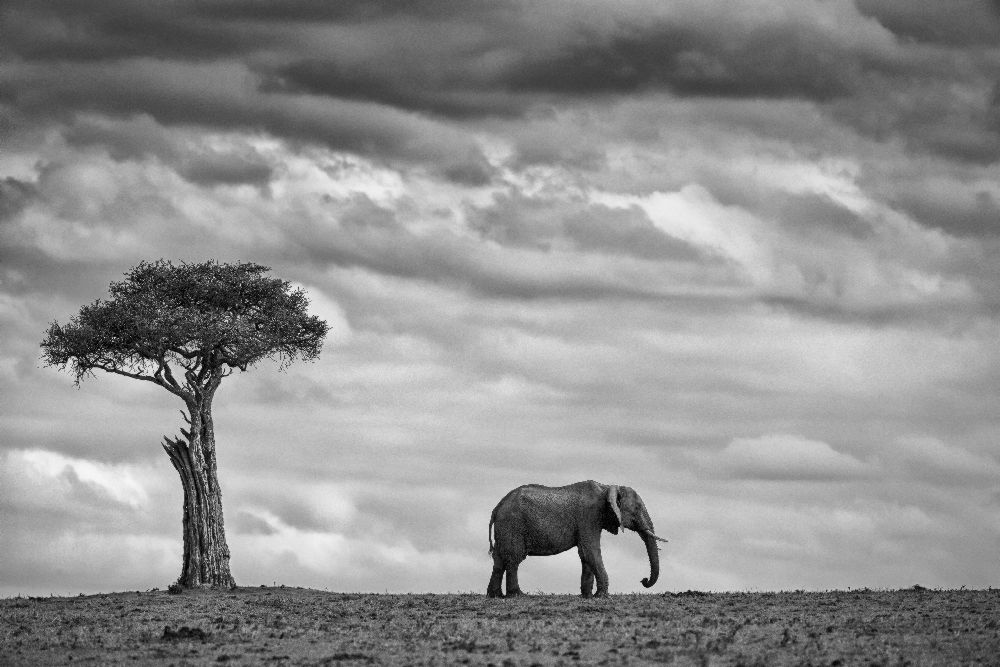 Elephant Landscape from Mario Moreno