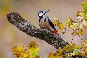Autumn woodpecker