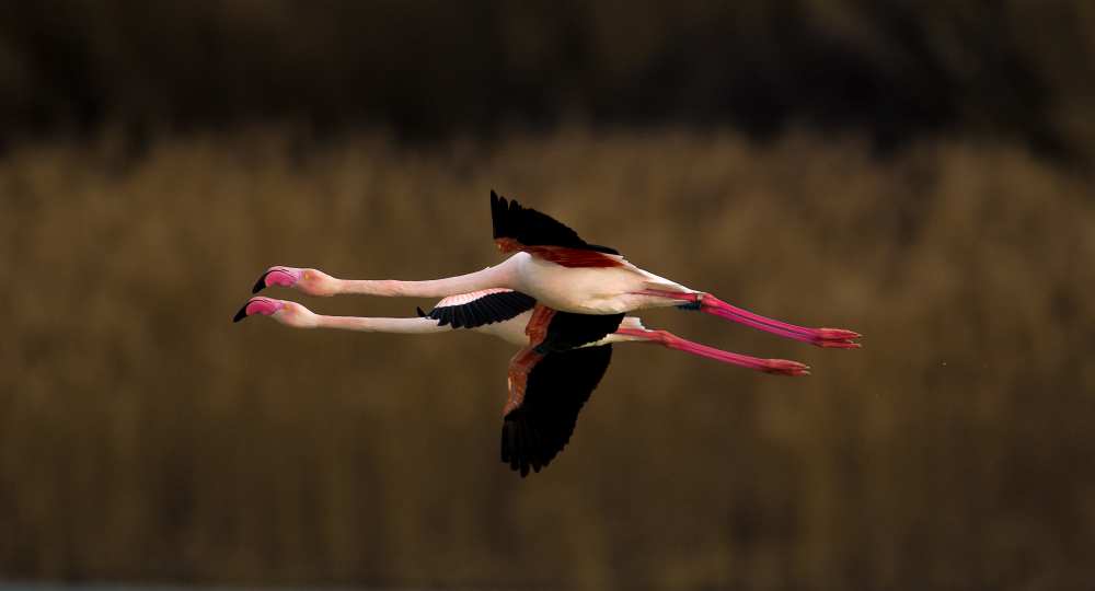 Greater Flamingo from Marius Floca