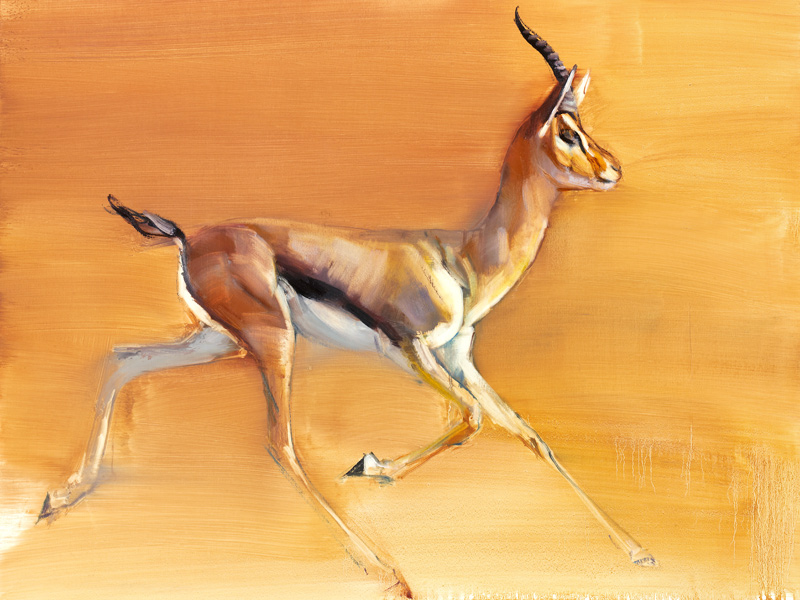 Arabian Gazelle from Mark  Adlington