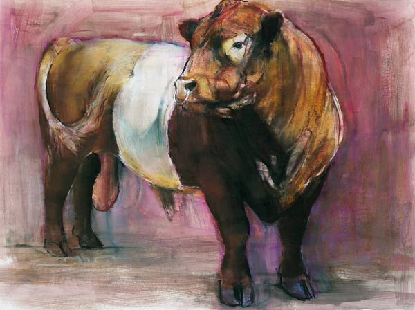 Zeus, Red Belted Galloway Bull from Mark  Adlington